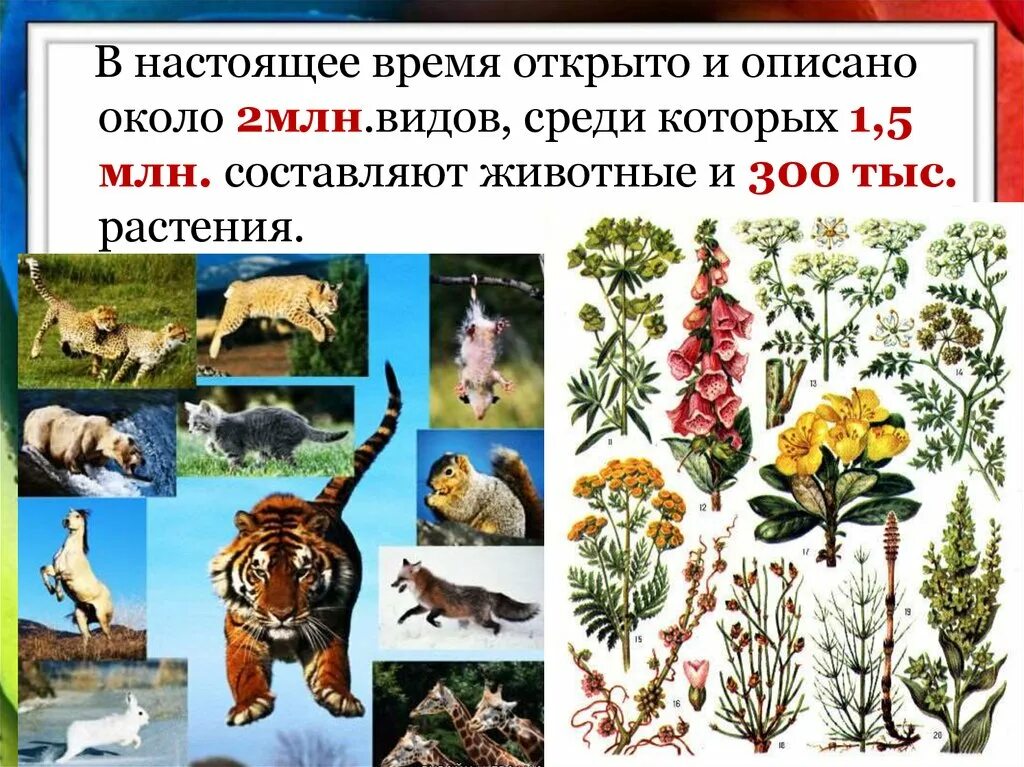 Близкие виды растений и животных. Разнообразие живой природы царство. организмы растения и животные. биология разнообразие живой природы. многообразие животных 5 класс биология.