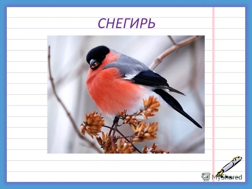 снегири прилетели. снегирь словарное слово. снегирь для детей. происхождение слова снегирь. а к нам снегири прилетели.