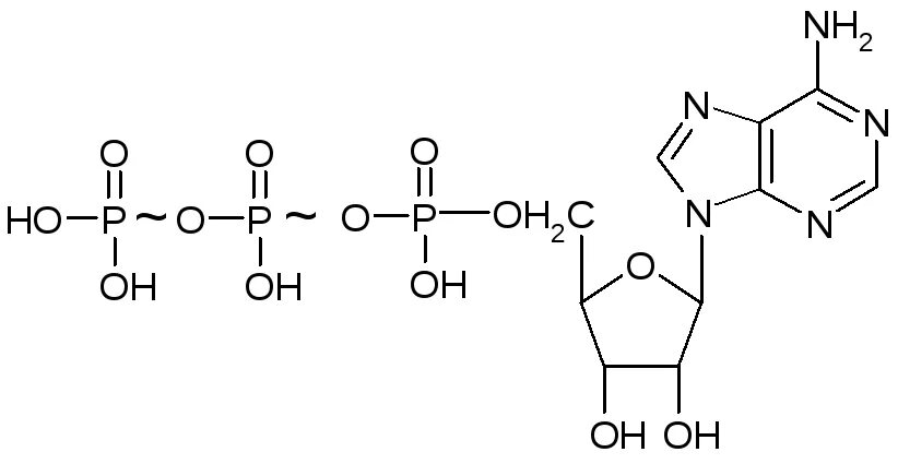Структурная формула молекулы АТФ. Структура АТФ формула. АТФ формула структурная. Формула АТФ структурная строение.