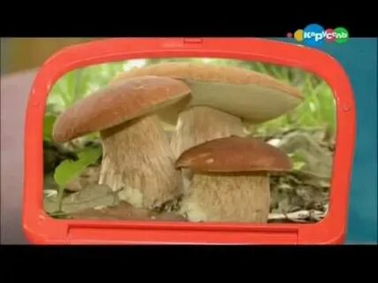 Грибы для детей видео развивающее