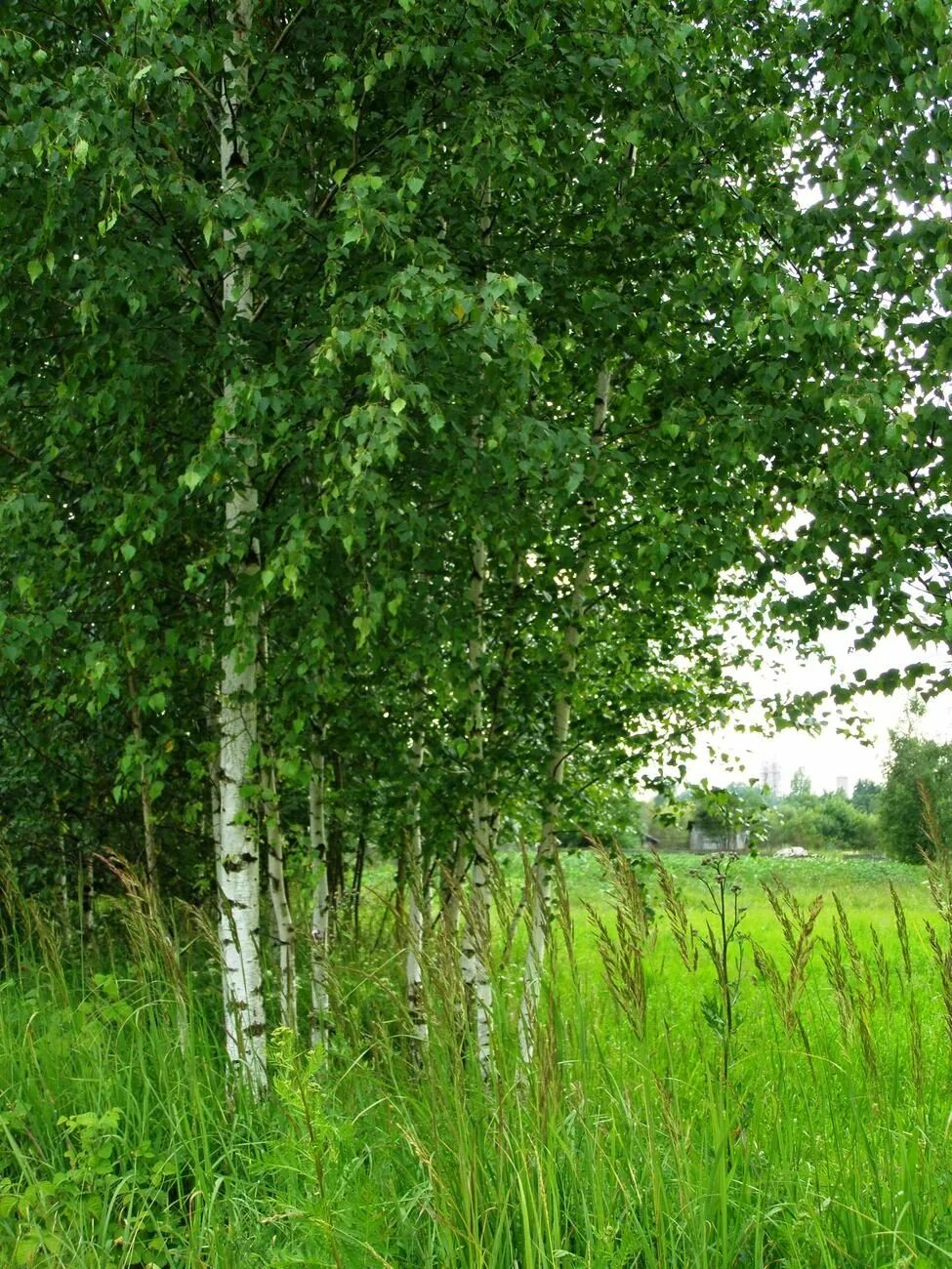 Береза. Стихи о берёзе русских поэтов. Стих про березу. Тополи береза стояла. Тополи береза стояла.