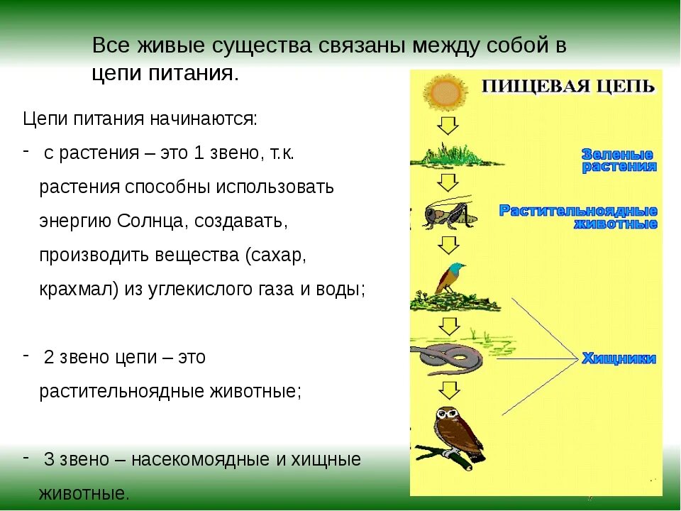 Ошибки в тексте пищевые цепи