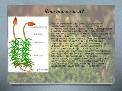 Мхи названия 3 класс окружающий