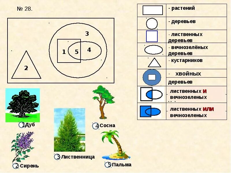 Названия множеств людей. Схема множеств. Схема лиственного растения. Множество деревьев. Один элемент множества деревьев.