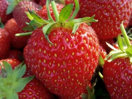Описание сорта клубники королева