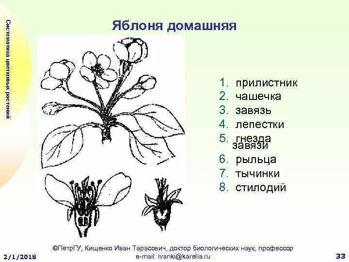 Груша обыкновенная соцветие. Строение соцветия розоцветных. Тип соцветия у яблони. Тип соцветия у яблони. Соцветие простой зонтик.