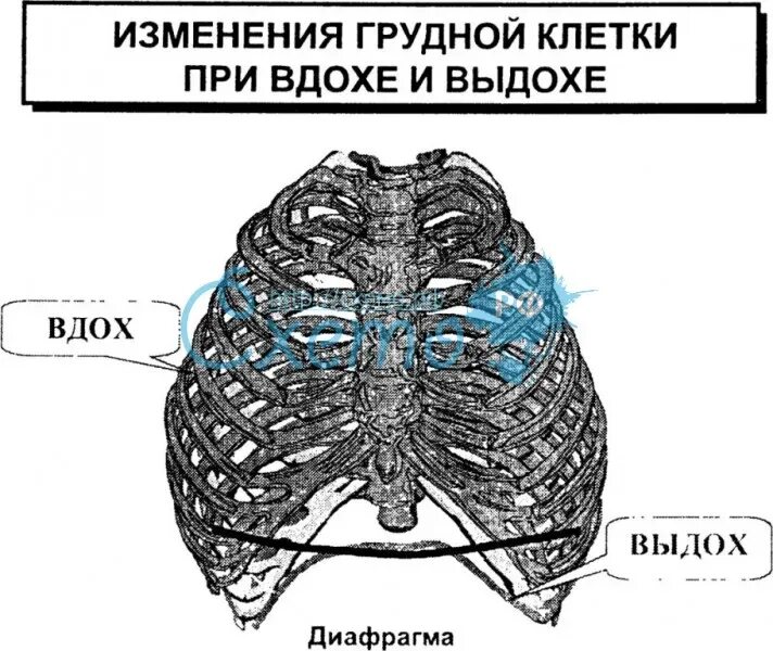 При вдохе болит грудная клетка справа. Колит справа в грудной клетке при вдохе. Боль с правой стороны грудной клетки при вдохе.