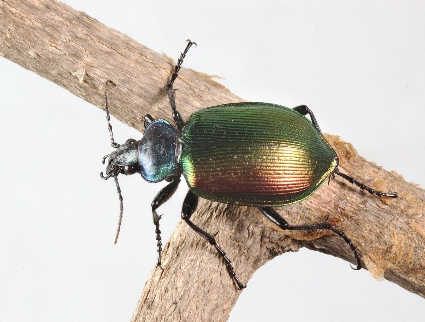 Calosoma sycophanta. Красотел пахучий питание. Жужелица блестящая. Красотел пахучий. Жук красотел.