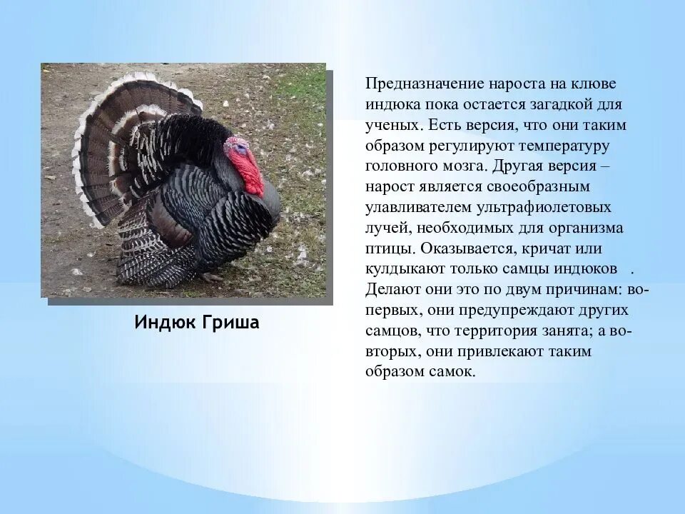Индюк рассказ. Индюк. индюк для презентации. загадка про индюка. индюк описание для детей.