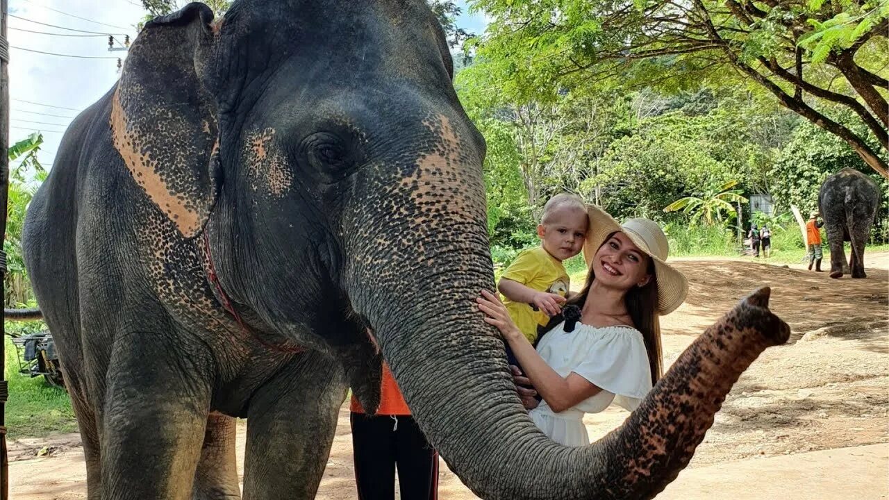 Elephant пхукет. Слоновья ферма Пхукет. Ферма слонов в Тайланде. Пхукет Слоновий питомник. Пхукет слоны.