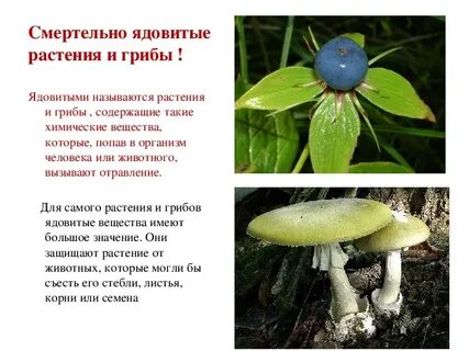 Ядовитые растения и грибы