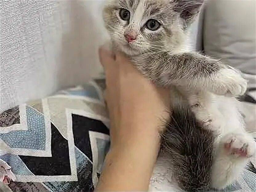 Дворовые трехцветные кошки. Кошка пушкина. Авито волжский кошек. Котята в добрые руки бийск. Трёхцветная кошка.