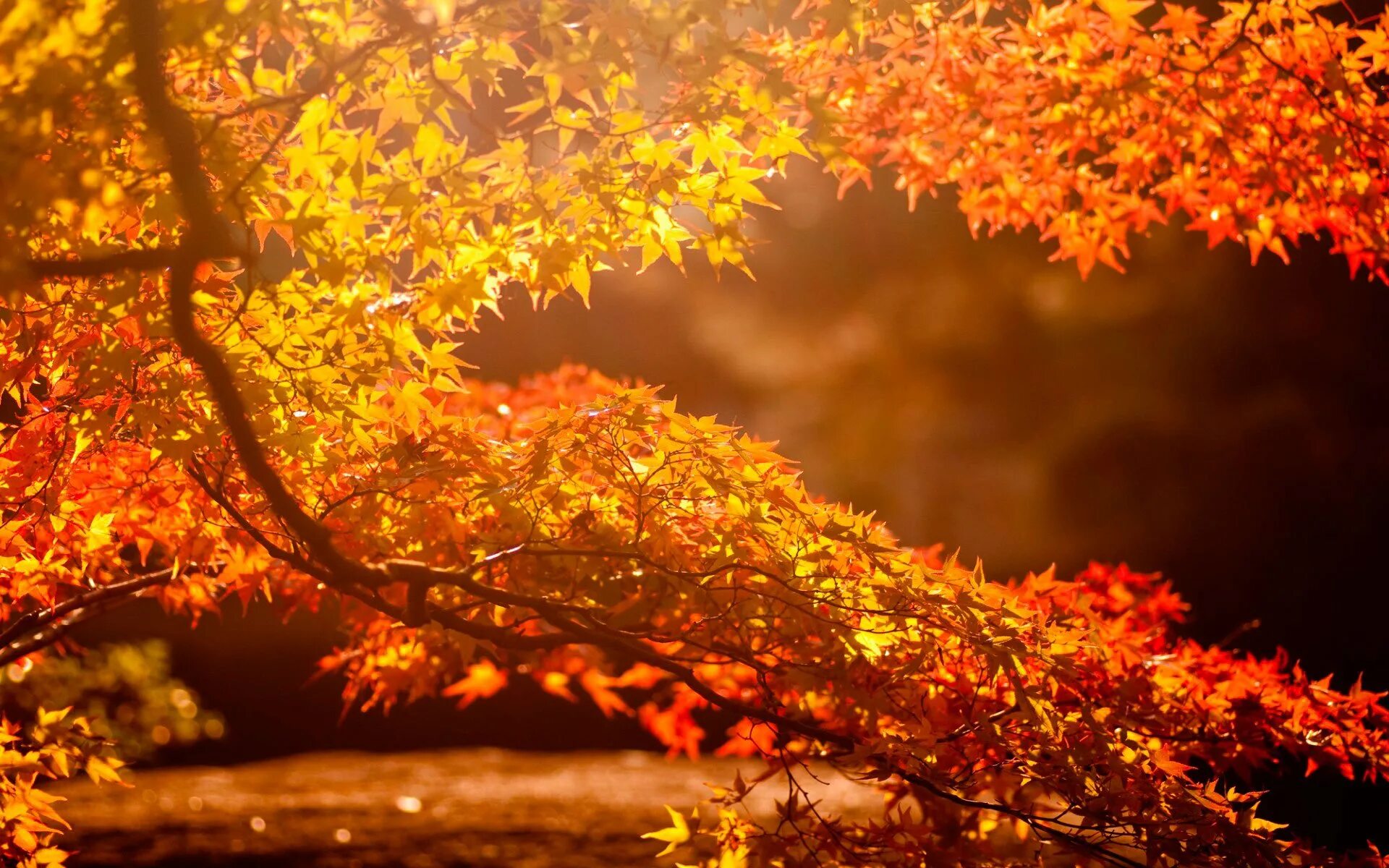 Красивая осень. Осень фото красивые. Осенний фон. Красивый осенний фон. Осеннее богатство