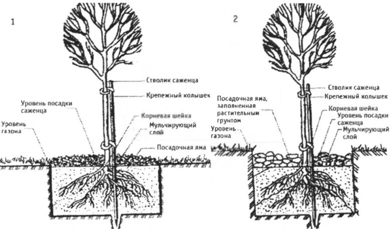 Корневая система деревьев и кустарников