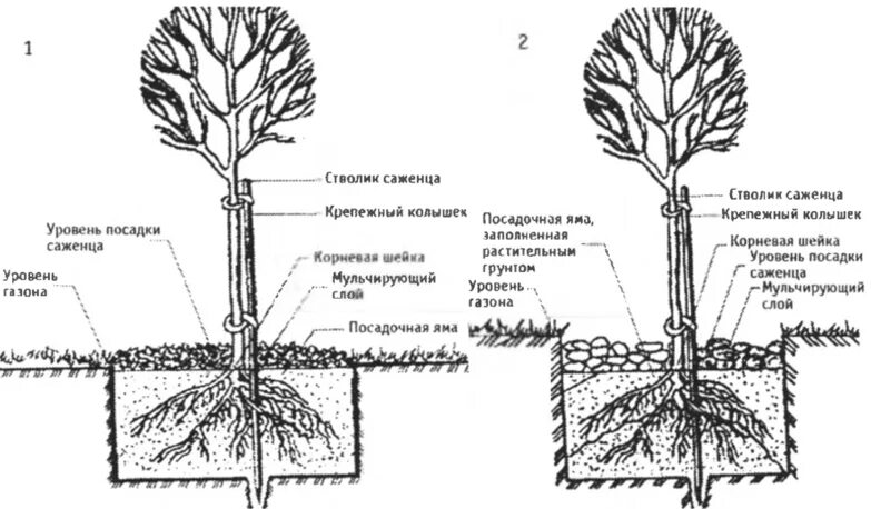 Закрытая корневая система посадка. Корневая шейка у туи. Хеномелес корневая шейка. Схема посадки саженцев Окс. Корневая шейка саженца клена.