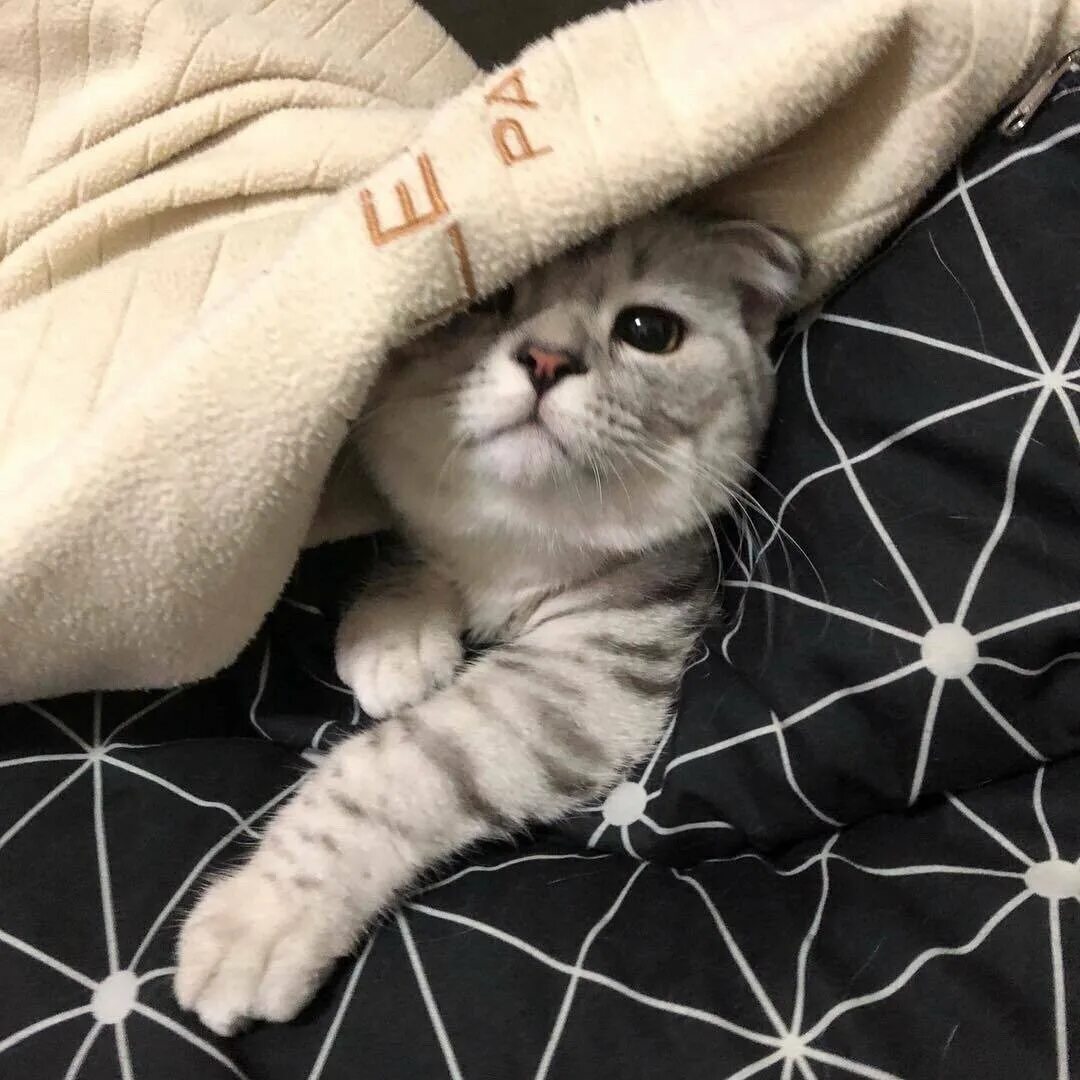 красивые котики из пинтереста. котенок с заколочкой. красивые коты. ат рисунок. котята эстетика.