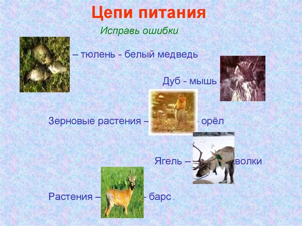 Ошибки в цепи питания. Цепи питания. пищевая цепочка тайги. цепь питания в тайге. схема цепи питания в тайге.