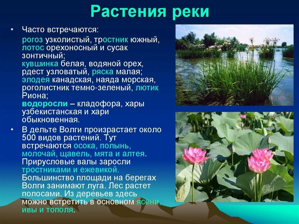 Какие растения и животные реки белой. Растения рек. растительный мир волги. растения и животные реки. растения и животные волги.