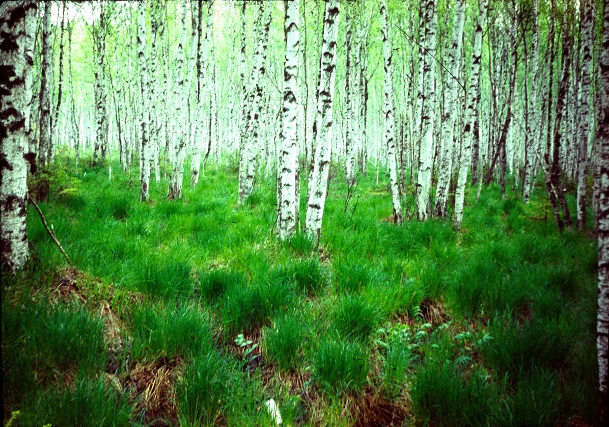 Березняк кисличный. Березняки коми. Березовая роща тверь. Сибирские леса березняк. Березняк лес.