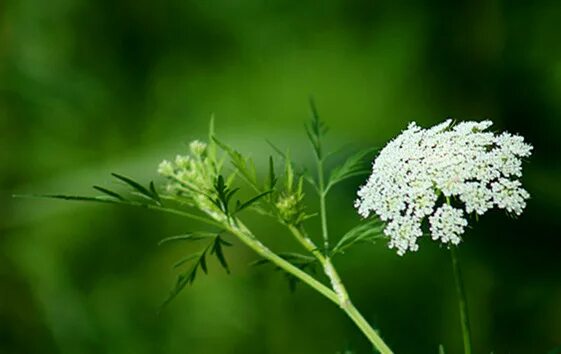 Cnidium monnieri. Cnidium silaifolium. Cnidium officinale. Жгун-корень Моннье [Cnidium monnieri (l.) cuss.. Остол