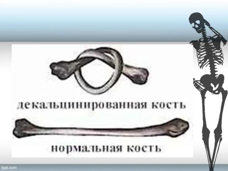 Нормальная кость. Нормальная и декальцинированная кость. Нормальная кость декальцинированная и прокаленная кости. Опыт декальцинированная кость