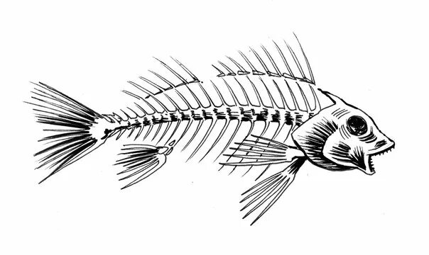 Как выглядит скелет рыбы modèle 3D de Squelettes de requins TurboSquid 1238799