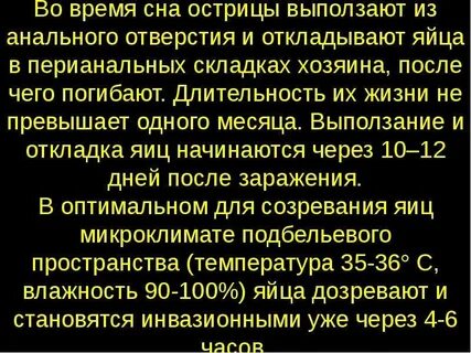 Продолжительность жизни острицы