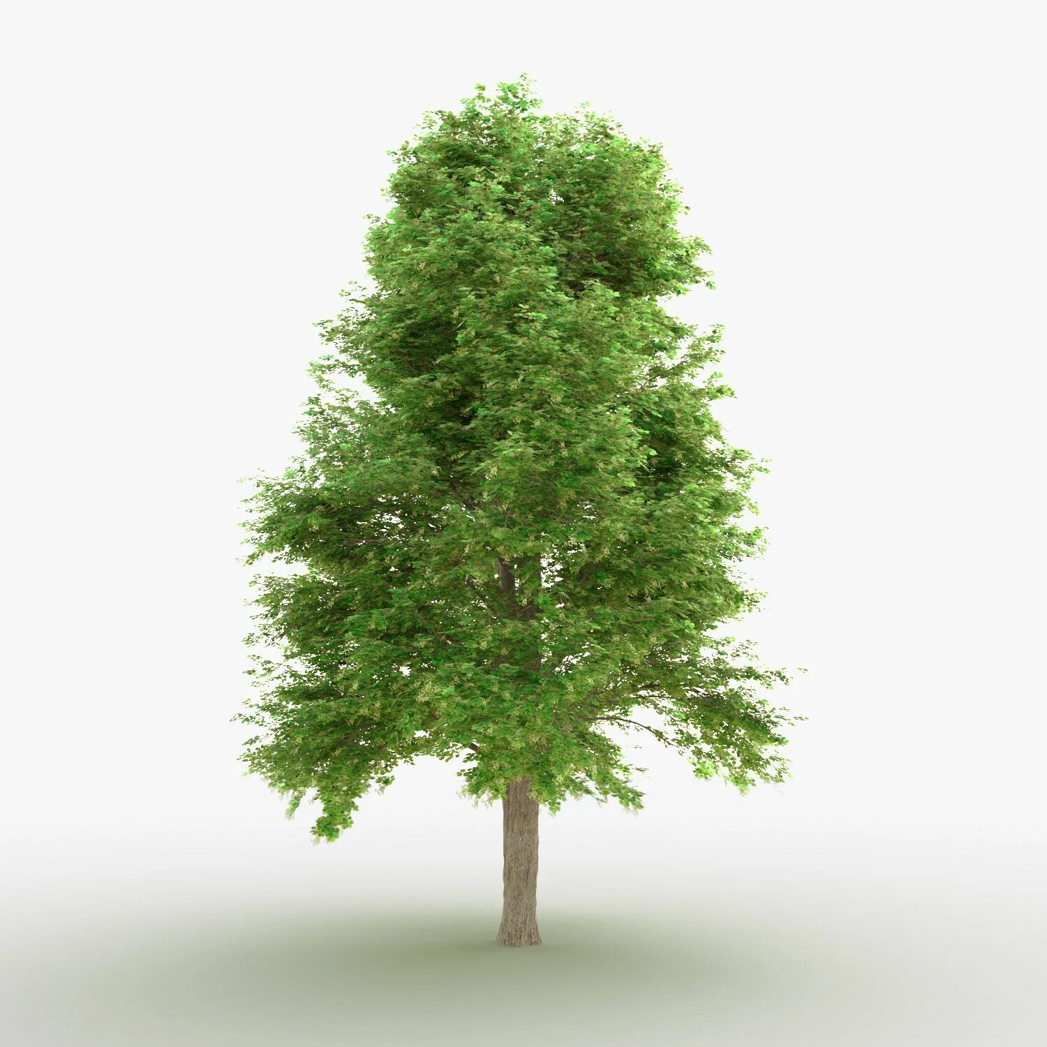 Деревья в 3ds Max. Деревья для 3d Max. Дерево модель 3ds Max. Липа дерево модель 3ds Max. Дерево в 3 d