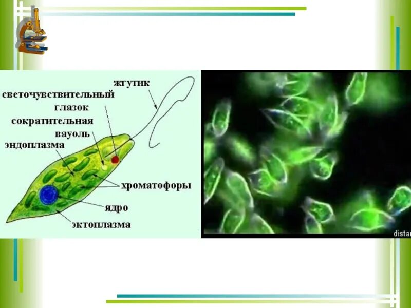 Эвглена миксотроф. Одноклеточные водоросли миксотрофы. Миксотрофное питание эвглены зеленой. Хроматофор у эвглены зеленой.