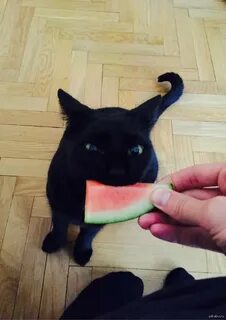 Кот ест арбуз
