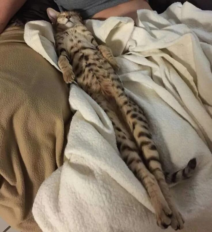 Кот в смешной позе. Расслабленная кошка. Расслабленный котик. Кот на расслабоне. Расслабляющие коты.