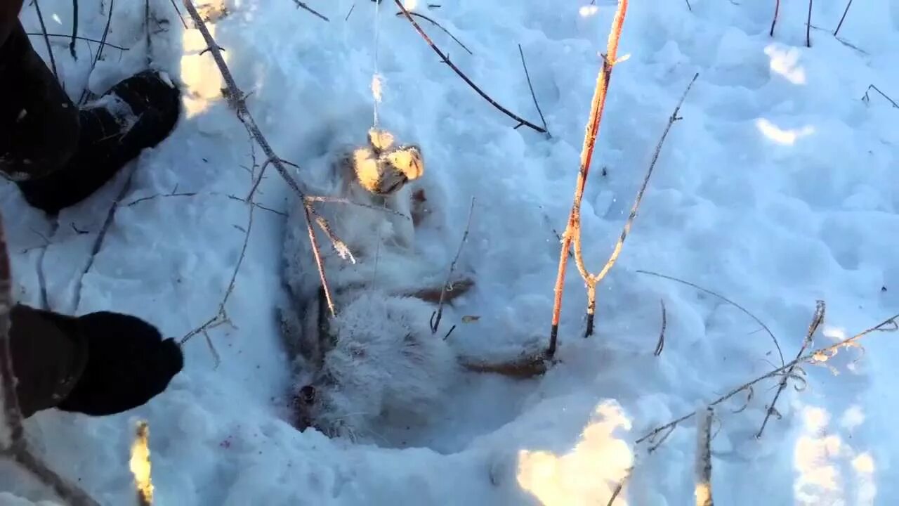 Как ловить куропаток зимой