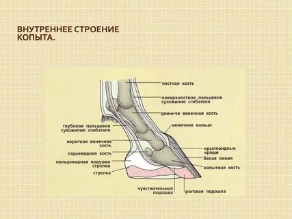 Кон состоит