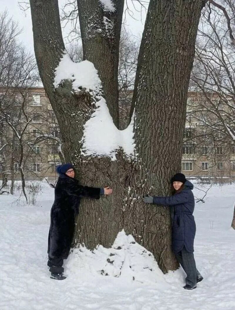 Спилили дерево с террористом. В Москве спилили 300 летний дуб. Трехсотлетний дуб в Москве. Спиленный дуб. Дуб 300 лет.