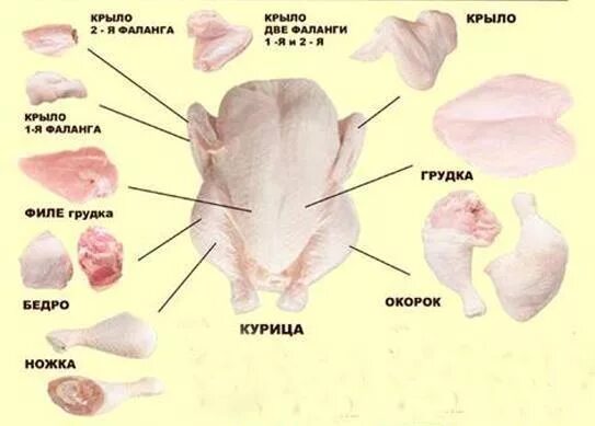 Чем отличается филе от грудки. Схема разделки тушки индейки. Технологическая схема процесса разделки тушки птицы. Схема разделки куриного крыла. Части тушки курицы.