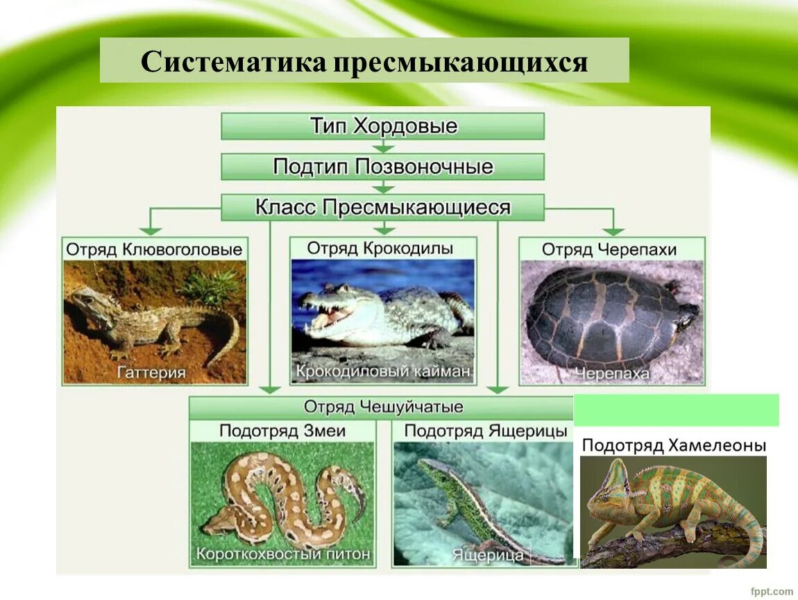 Контрольная работа класс пресмыкающиеся 2 вариант. Пресмыкающиеся рептилии среда обитания. Класс пресмыкающиеся систематика. Класс пресмыкающиеся представители. Урок презентация пресмыкающиеся.