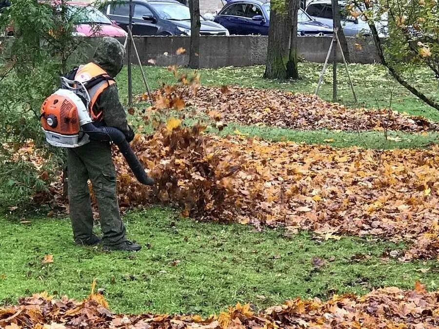 Как правильно убирать листья