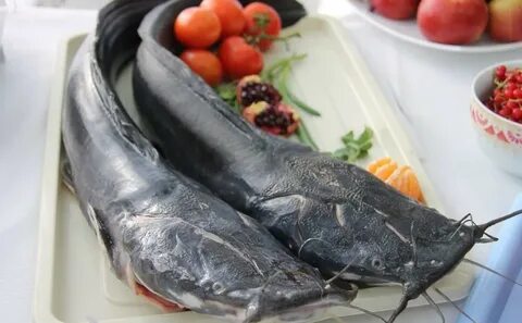 Клариевым сомом