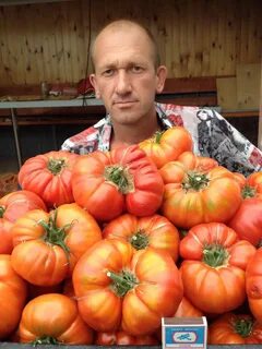 Семена помидоров юсуповские
