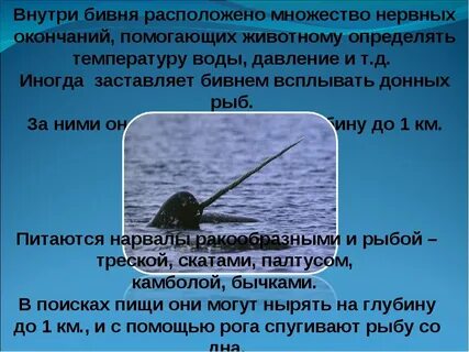 Нарвал красная книга краткое описание