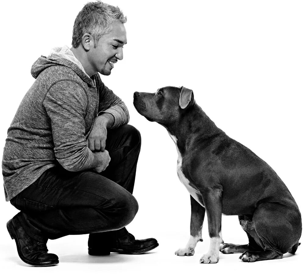 Щенки daddy. Цезарь миллан дрессировка собак. Кавапу порода. Заклинатель собак цезарь милан. Цезарь милано дрессировка.