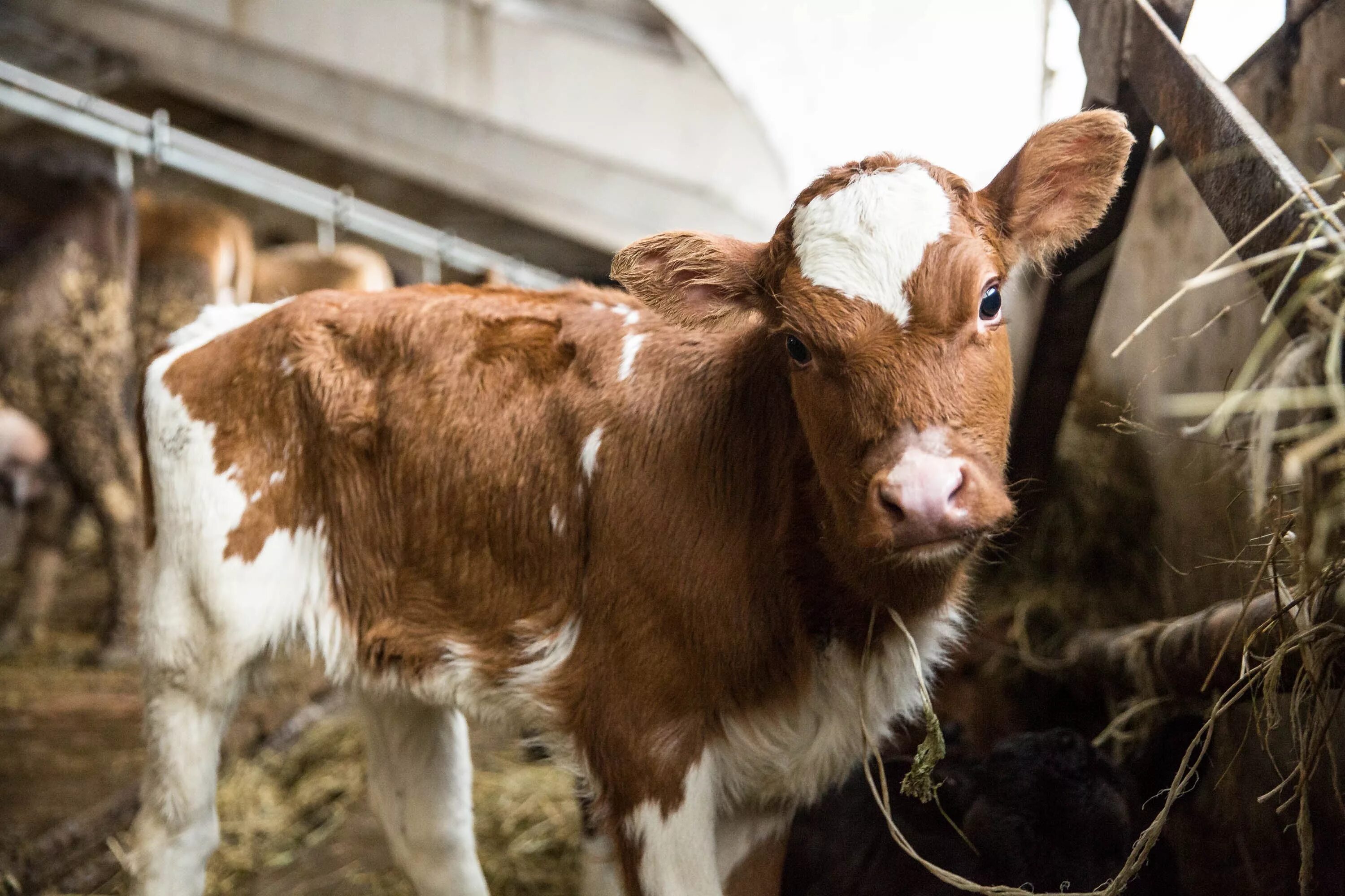 Сельскохозяйственные животные. Симментальская порода крс. Молочные бычки. Голштино-фризская порода быков. Маленькие телята.