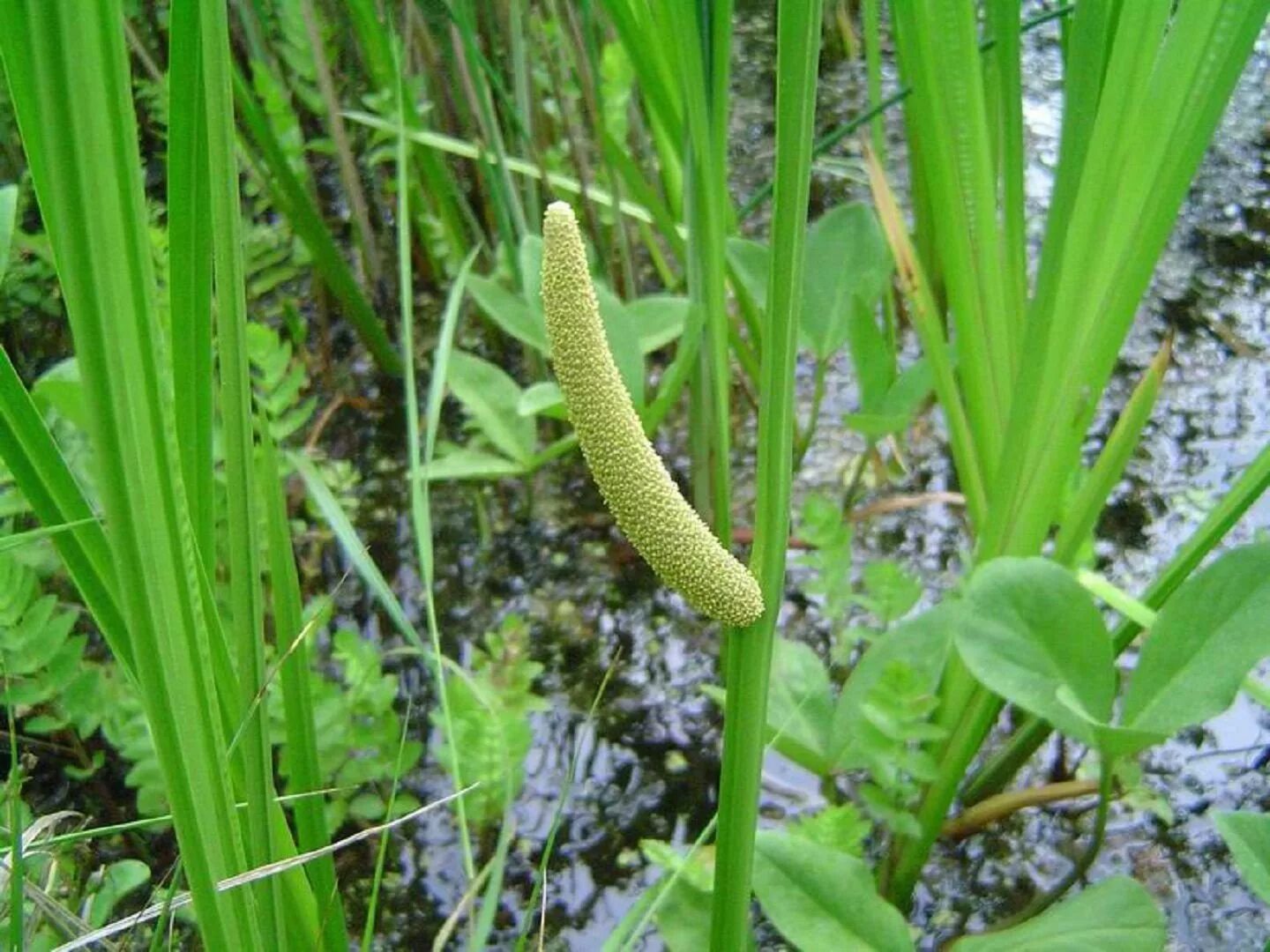 АИР обыкновенный - Acorus Calamus. АИР болотный (Acorus Calamus). АИР обыкновенный соцветие. АИР болотный соцветие.