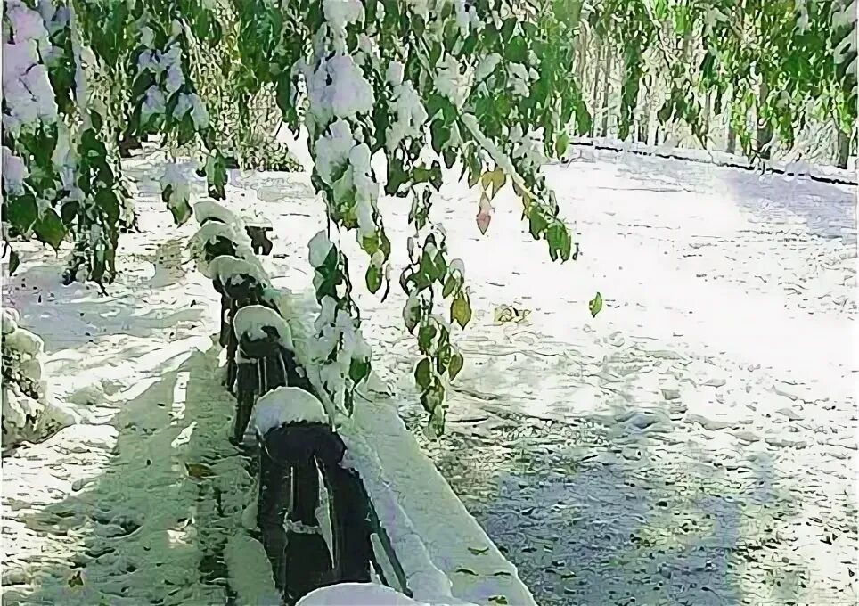 Первая пороша. Пороша. Пороша. Снег пороша. Первая пороша.