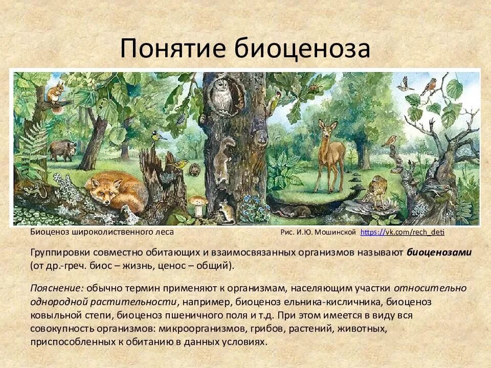 Понятие о биоценозе. Биоценоз. понятие биоценоз. видовое разнообразие биоценоза. видовая структура биоценоза.
