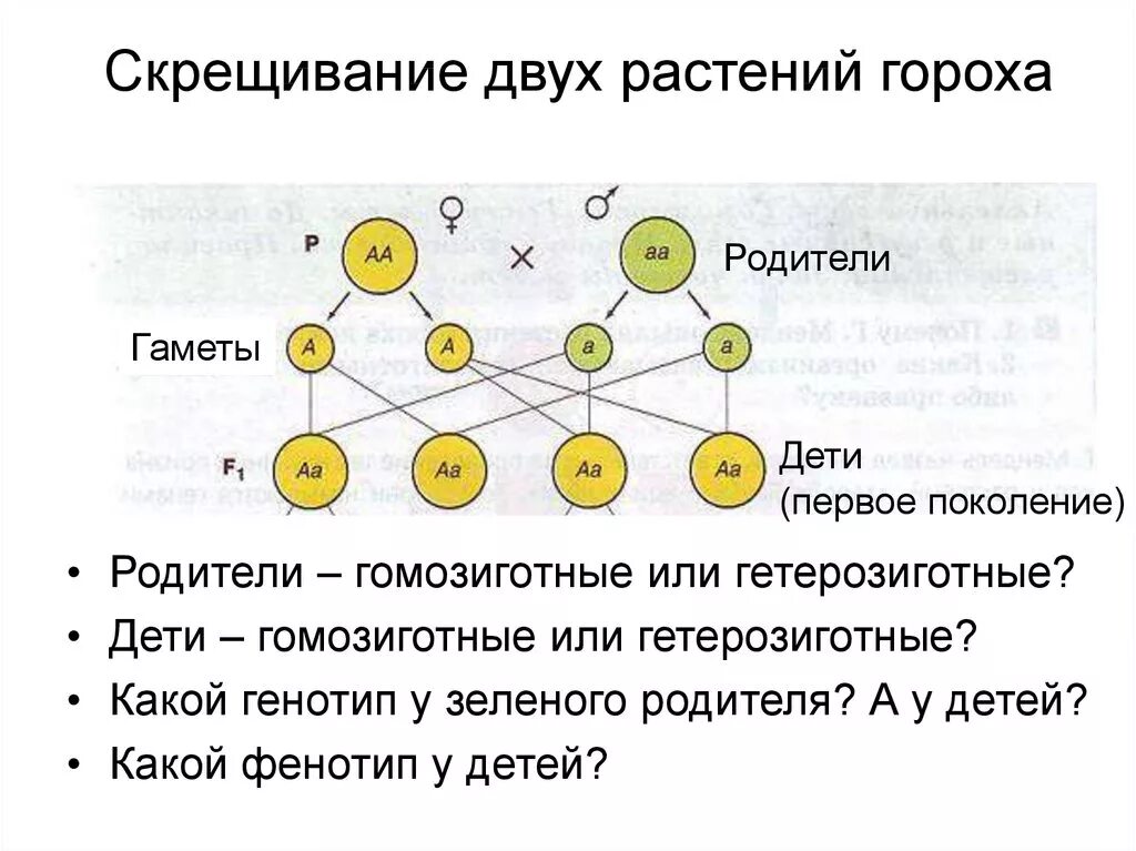 Укажите гомозиготный генотип. Скрещивание растений. Виды скрещивания растений. Скрещивание растений гороха. Методы скрещивания растений.