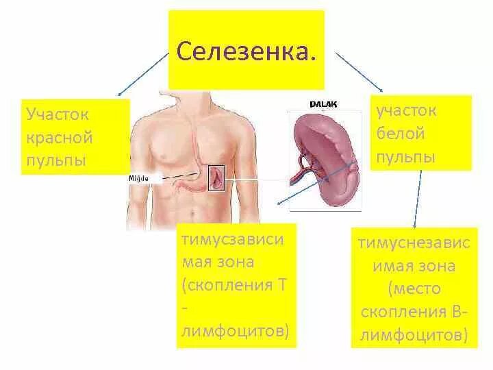 Селезёнка где находится. Селезёнка её функции в организме. Селезенка ее функция в организме человека. Селезёнка где находится фото. Селезенка за что отвечает и где находится