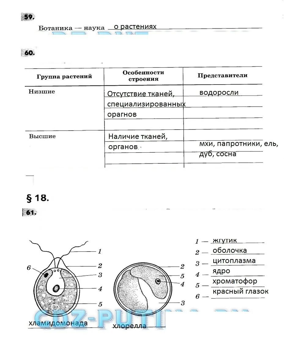 П 17 биология 5 класс. Биология 5 класс рабочая тетрадь в.в.Пасечника стр 5. Биология 5 класс рабочая тетрадь Пасечник ответы страница 7. Пасечник в.в. Пасечник в.в. биология. 5 Класс. Рабочая тетрадь. Биология 5 класс рабочая тетрадь в в Пасечника ответы стр 6.