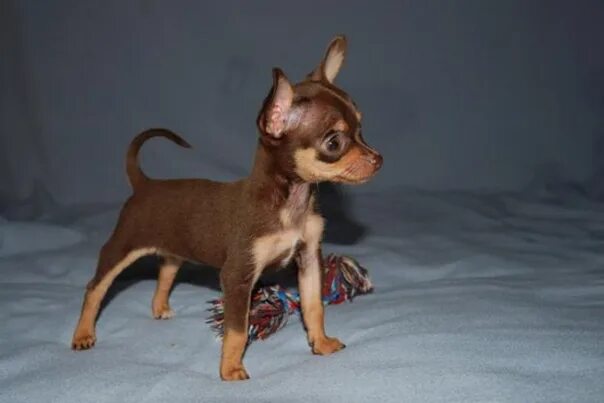 Щенки мини той терьера. Микро терьер русский. Собака мини той терьер. Карликовый той терьер. Той терьер рыжий.