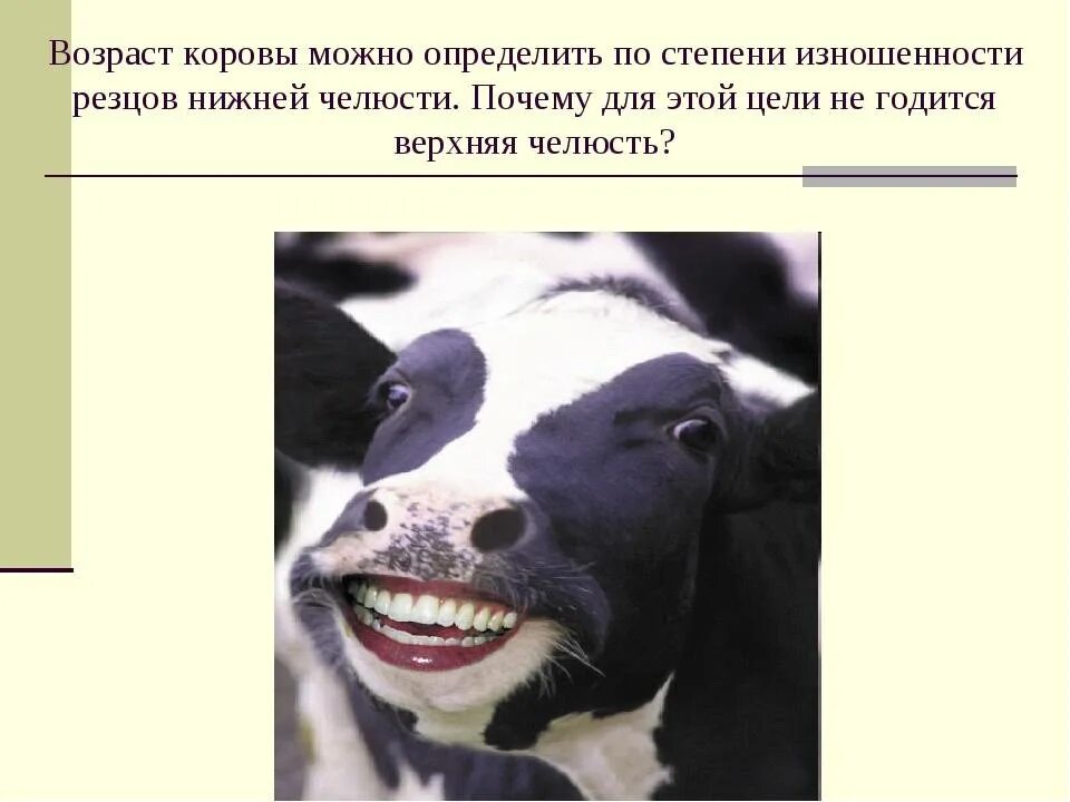 Возраст теленка